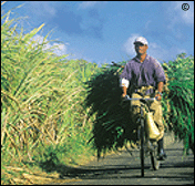 mauritius accommodation guide
